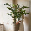  Zamifolia ruukussa 130 cm