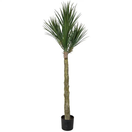 Yucca Rostrata Puu 180 cm