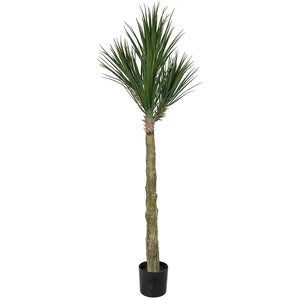 Yucca Rostrata Puu 180 cm